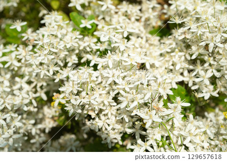 Creamy white Clematis hexapetala flowers appear in crisp close-up revealing six-petaled star blooms and fresh green foliage of this shrubby clematis 129657618