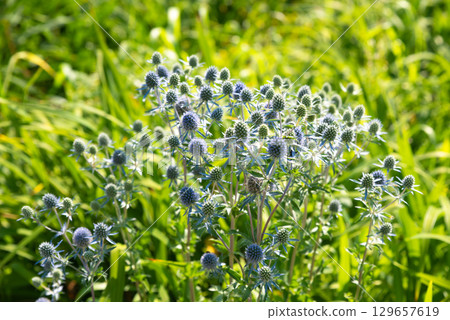 Eryngium planum with spiky blue flowers and green stems blooming in a sunny meadow, surrounded by tall grass and natural summer greenery. 129657619
