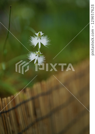  White flower 129657628