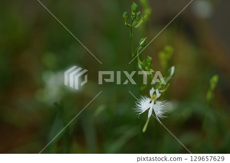  White flower 129657629