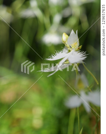 A butterfly resting on a fringe flower A butterfly resting on a fringe flower 129657635