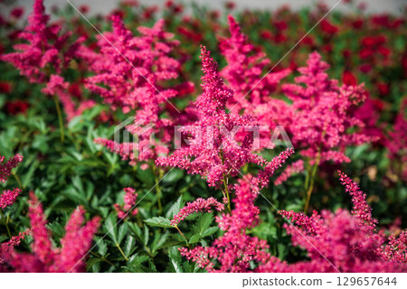 Closeup of bright pink Astilbe hybrid Mighty Red Queen flowers shows feathery plumes against dark green leaves bringing vibrant detail to the garden. Closeup of bright pink Astilbe hybrid Mighty Red Queen flowers shows feathery plumes against dark green leaves bringing vibrant detail to the garden. 129657644