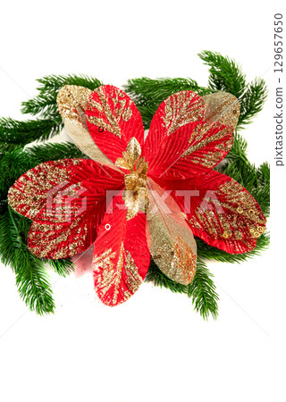 Red poinsettia with golden glitter accents resting on lush fir branches. A warm and sparkling floral decoration for Christmas time. 129657650