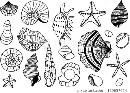 Collection of Decorative Sea Shells and Starfish in Line Art Style Collection of Decorative Sea Shells and Starfish in Line Art Style 129657654