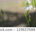 White chaga flower 129657688