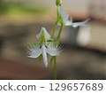  White flower 129657689