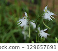 White Nigella flower 129657691