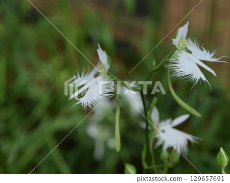 白色黑種草花 白色黑種草花 129657691