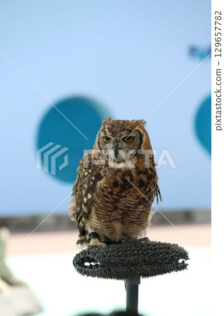African Eagle Owl at Hakkeijima Sea Paradise African Eagle Owl at Hakkeijima Sea Paradise 129657782