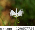  White flower 129657784