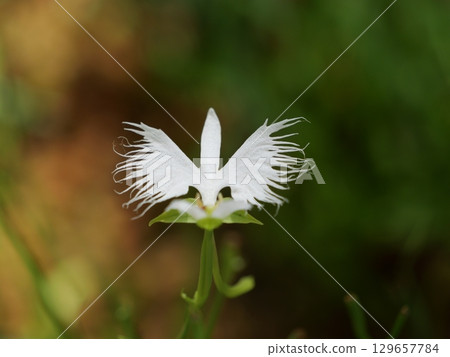  White flower 129657784