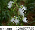 White Nigella flower 129657785