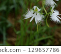 White Nigella flower 129657786