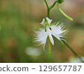  White flower 129657787