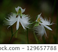 White Nigella flower 129657788