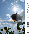 Sun shining through the sunflower field 129657789