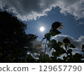 Sunflower blooming towards the sun 129657790