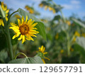A close-up photo of yellow sunflower flowers in a sunflower field 129657791