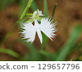 White Agapanthus 129657796