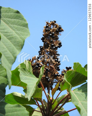 Ripe Mallotus japonicus fruit Ripe Mallotus japonicus fruit 129657858