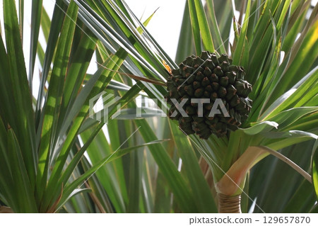 綠葉和果實的野牡丹樹的風景 129657870