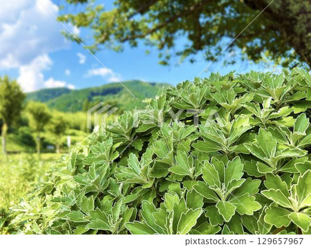 Close-up of daisy leaves 129657967