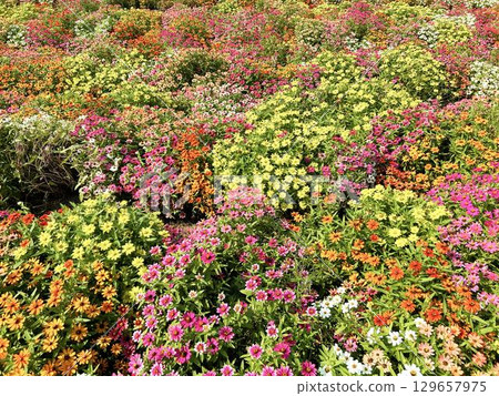 Colorful zinnias blooming in a flower field 129657975