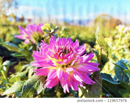 Close-up of a pink dahlia in the sun 129657976