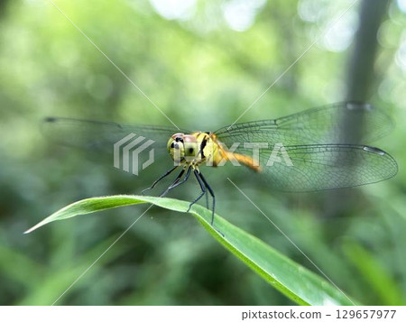 Close-up of a dragonfly resting on a bamboo leaf 129657977