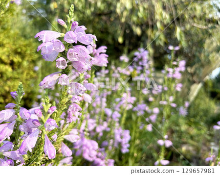 Close-up of a flower of the Japanese loosestrife basking in the sun 129657981
