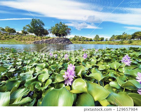公園池塘裡盛開的水葫蘆花和清爽的藍天 129657984