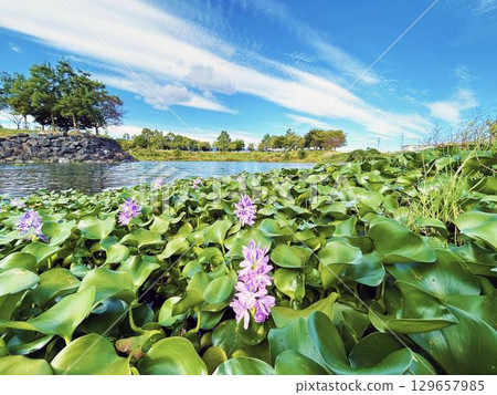 公園池塘裡盛開的水葫蘆花和清爽的藍天 公園池塘裡盛開的水葫蘆花和清爽的藍天 129657985