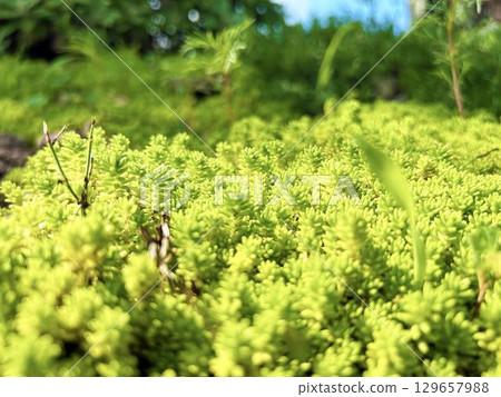 Close-up of stonecrop basking in the sun 129657988