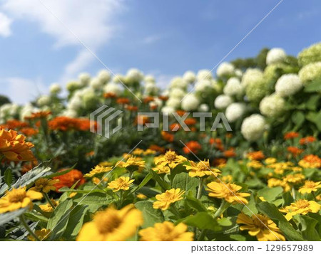 Melampodium flowers bathed in sunlight and blue sky Melampodium flowers bathed in sunlight and blue sky 129657989