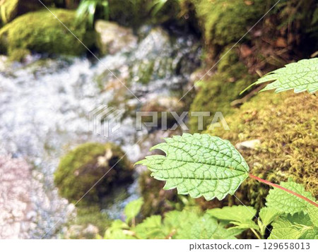 Green leaves growing wild along the stream Green leaves growing wild along the stream 129658013
