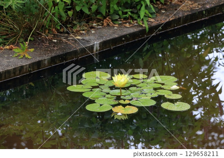 The natural flowers at the Karuizawa Lake Garden, a flower park with beatiful lakes in the Karuizawa resort area of, Nagano Japan 129658211