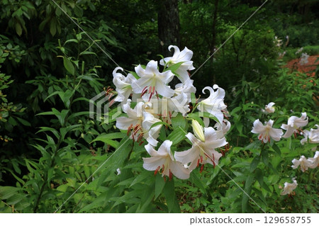 Beatiful wild flowers along the pathways of Lake Garden in the Japanese resort town of Karuizawa in the Nagano Alps of Japan.  129658755