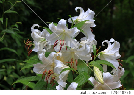 Beatiful wild flowers along the pathways of Lake Garden in the Japanese resort town of Karuizawa in the Nagano Alps of Japan. Beatiful wild flowers along the pathways of Lake Garden in the Japanese resort town of Karuizawa in the Nagano Alps of Japan. 129658756