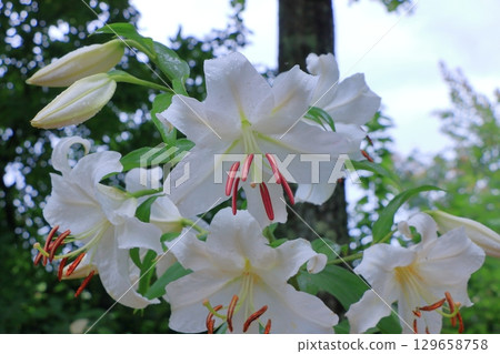 Beatiful wild flowers along the pathways of Lake Garden in the Japanese resort town of Karuizawa in the Nagano Alps of Japan.  129658758