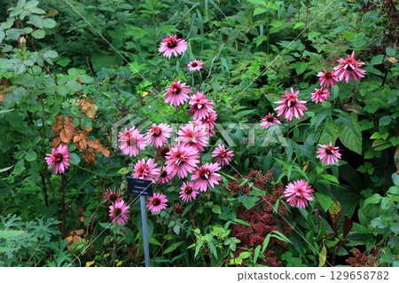 Beatiful wild flowers along the pathways of Lake Garden in the Japanese resort town of Karuizawa in the Nagano Alps of Japan. Beatiful wild flowers along the pathways of Lake Garden in the Japanese resort town of Karuizawa in the Nagano Alps of Japan. 129658782