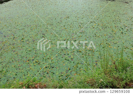 The beautiful ponds full of water lilies in the Lake Garden in the resort town of Karuizawa in the Japanese Alps of Nagano Japan The beautiful ponds full of water lilies in the Lake Garden in the resort town of Karuizawa in the Japanese Alps of Nagano Japan 129659108