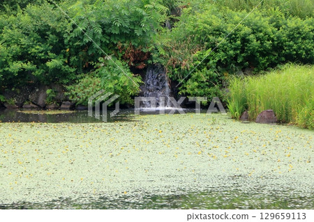 The beautiful ponds full of water lilies in the Lake Garden in the resort town of Karuizawa in the Japanese Alps of Nagano Japan The beautiful ponds full of water lilies in the Lake Garden in the resort town of Karuizawa in the Japanese Alps of Nagano Japan 129659113