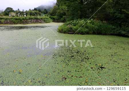 The beautiful ponds full of water lilies in the Lake Garden in the resort town of Karuizawa in the Japanese Alps of Nagano Japan 129659115