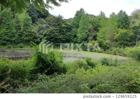 The beautiful ponds full of water lilies in the Lake Garden in the resort town of Karuizawa in the Japanese Alps of Nagano Japan 129659125
