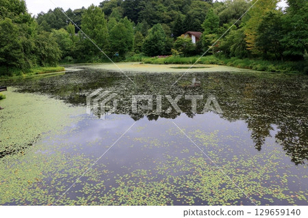 The beautiful ponds full of water lilies in the Lake Garden in the resort town of Karuizawa in the Japanese Alps of Nagano Japan 129659140