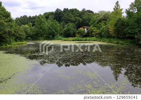 The beautiful ponds full of water lilies in the Lake Garden in the resort town of Karuizawa in the Japanese Alps of Nagano Japan 129659141