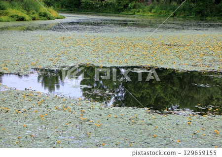 The beautiful ponds full of water lilies in the Lake Garden in the resort town of Karuizawa in the Japanese Alps of Nagano Japan The beautiful ponds full of water lilies in the Lake Garden in the resort town of Karuizawa in the Japanese Alps of Nagano Japan 129659155