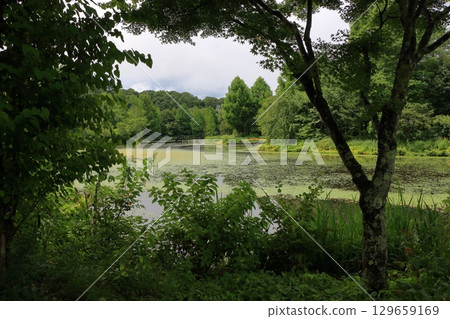 The beautiful ponds full of water lilies in the Lake Garden in the resort town of Karuizawa in the Japanese Alps of Nagano Japan The beautiful ponds full of water lilies in the Lake Garden in the resort town of Karuizawa in the Japanese Alps of Nagano Japan 129659169