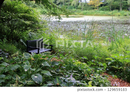 The beautiful ponds full of water lilies in the Lake Garden in the resort town of Karuizawa in the Japanese Alps of Nagano Japan The beautiful ponds full of water lilies in the Lake Garden in the resort town of Karuizawa in the Japanese Alps of Nagano Japan 129659183