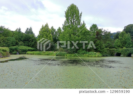 The beautiful ponds full of water lilies in the Lake Garden in the resort town of Karuizawa in the Japanese Alps of Nagano Japan The beautiful ponds full of water lilies in the Lake Garden in the resort town of Karuizawa in the Japanese Alps of Nagano Japan 129659190